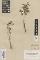 Image result for Cyperus amabilis