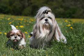 This designer dog is the ultimate lap dog companion, as you would expect from both parent breeds. Do All Shih Tzu Have Long Hair Yes And No