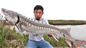 Maybe you would like to learn more about one of these? Once In A Lifetime Catch And Cook White Sturgeon Youtube