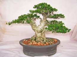 Image result for Premna serratifolia