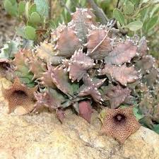 Image result for Huernia longituba