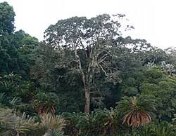 Image result for Ilex mitis