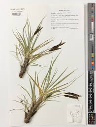 Image result for Xerophyta pauciramosa