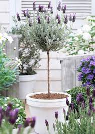 Lavender Standard Topiary Tree Potted Lavender Topiary Plants Lavender Garden