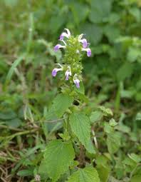 Image result for Anisosepalum