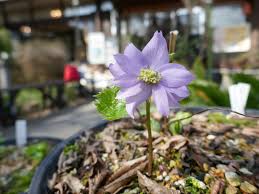 322 耕心館 山野草 - 耕心館
