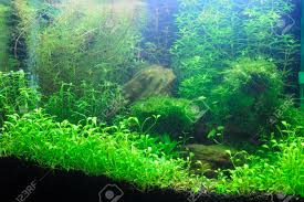 Contents1 what is aquascaping?2 basic aquascaping principles2.1 elemental rules concerning aquascaping aesthetic construction as well as setup3 imagination as well as creative thinking4 balance and shape5 how you can produce point of view5.1 1. Aquascaping Of The Beautiful Planted Tropical Freshwater Aquarium Stock Photo Picture And Royalty Free Image Image 23326987