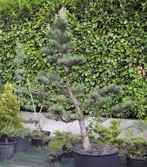 Black Pine Niwaki Structure Pruning Japanese Garden Japanese Black Pine Fairy Garden Diy