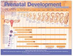 Prenatal Fetal Development Chart Science Prints Amazon Com
