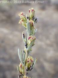 Image result for Alectra rigida