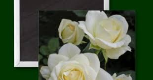 Moondance White Roses Keepsake Magnets Zazzle Com White Roses Rose Cool Gifts For Women