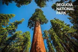 Sequoia National Park Sequoia National Park Kings Canyon National Park Sequoia National Park Lodging