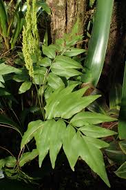 Image result for Anemiaceae