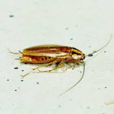 1,079 likes · 27 talking about this · 7 were here. Why U Buggin Pest Control Colorado Springs 7193104200