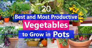 Tomato plants grafted vegetable plants all other vegetable plants. Best Vegetables To Grow In Pots Most Productive Vegetables For Containers Balcony Garden Web