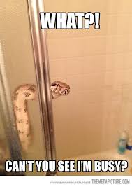 Showering Snake Cute Snake Pet Snake Snake Meme