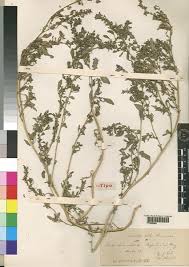 Image result for Amaranthus thunbergii