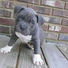Blue American Pitbull Terrier Adorable American Pitbull Terrier American Pitbull Puppies Pitbull Puppies