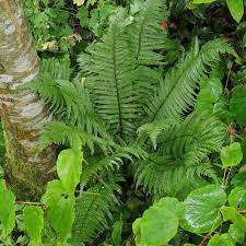 Image result for Dryopteris athamantica