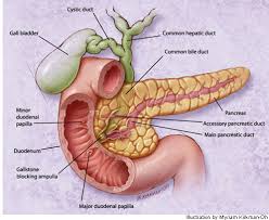 Acute pancreatitis, and chronic pancreatitis. Manuali Di Medicina Intensiva Pancreatite Acuta Capitolo 4 4
