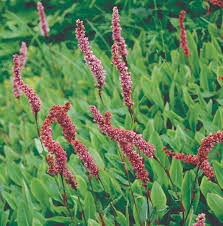 Image result for Persicaria