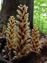 We did not find results for: Conopholis Americana Wikipedia