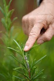 Image result for rosemary pruning