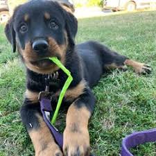 German shepherd x rottweiler pups for sale. Cheap Rottweiler Puppies For Sale Near Me German Shepherd Puppies For Sale