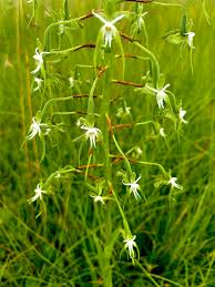 Image result for Habenaria schimperiana