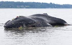 This video explains what happens to whale bodies when they die and explains some cool things about the whole process. Why Dead Whales Are Dangerous