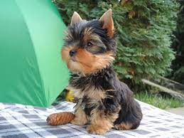 prodaetsya devochka porody jorkshirskij terer d r 15 07 2017 dokumenty ksu chip privita polnostyu podhodit dlya vystavok i razvedeniya interesnaya animals fox