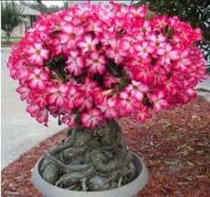 Kamboja merah plumeria rubra l. 6 Cara Menyimpan Bunga Kamboja Agar Tidak Layu Ilmubudidaya Com