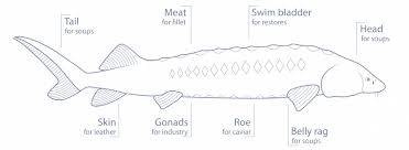 Mature adults average between three and five feet in length and ten to 80 pounds in weight, but can occasionally grow as large as seven plus feet and 300 plus pounds. About The Sturgeon Desietra