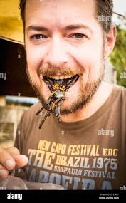 Fried tarantula hi-res stock photography and images