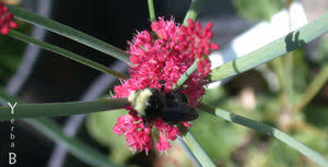 Image result for Eriosema erici-rosenii