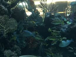 Fish Aquarium At Chart House Picture Of Golden Nugget