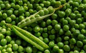Profitez de 27€ de promotion sur votre commande en ligne : Pois Pisum Sativum Petit Pois Ou Mangetout Semis Plantation Culture Recolte