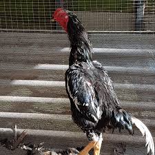 Ayam Shamo Raja Dari Petarung Ayam Indothai