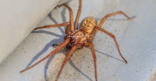 Is a false black widow poisonous? Hobo Spider Bite Symptoms Treatment And Stages