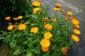 We did not find results for: Calendula Flower Pot Marigold Types Grow And Care Tips Florgeous
