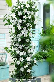 Image result for mandevilla obrázek