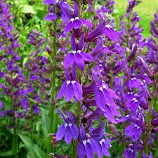 Image result for Lobelia sonderiana