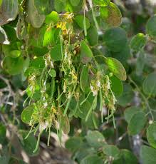 Image result for Cadaba