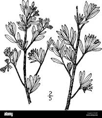 Image result for Suriana maritima