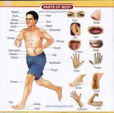 There is so much information inside that we broke it down into a few pages each day. Human Body Parts Name With Picture In English Pdf Seg