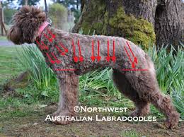 Retrievers, especially, are known for their love of chewing throughout their adolescence, along. Labradoodle Grooming Northwest Australian Labradoodles S Blog