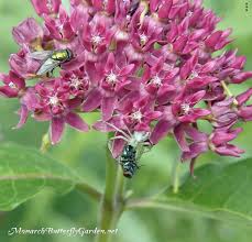 Find Milkweed Plants And Milkweed Seeds For Monarchs 25 Milkweed Plant Milkweed Seeds Milkweed