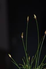 Image result for Abildgaardia ovata