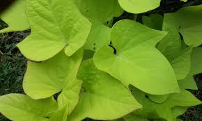 Image result for Ipomoea batatas