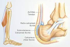 In the leg muscles diagram above, there are many muscles that make up your legs and support it to move. Achilles Tendon Human Anatomy Picture Definition Injuries Pain And More